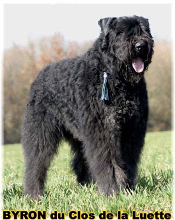  Bouvier des Flandres expositions tous primés